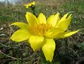 Pheasants eye